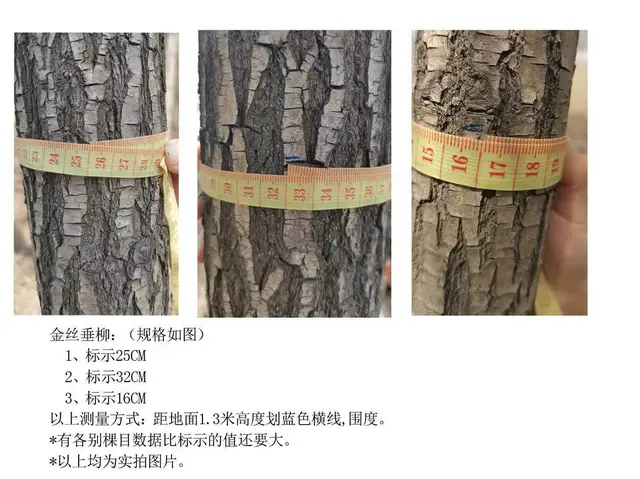 自家果木 树木 价格电联 - 图片 5