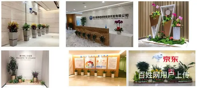 成都绿化养护 种植 专业园林公司 设计施工一体 - 图片 2