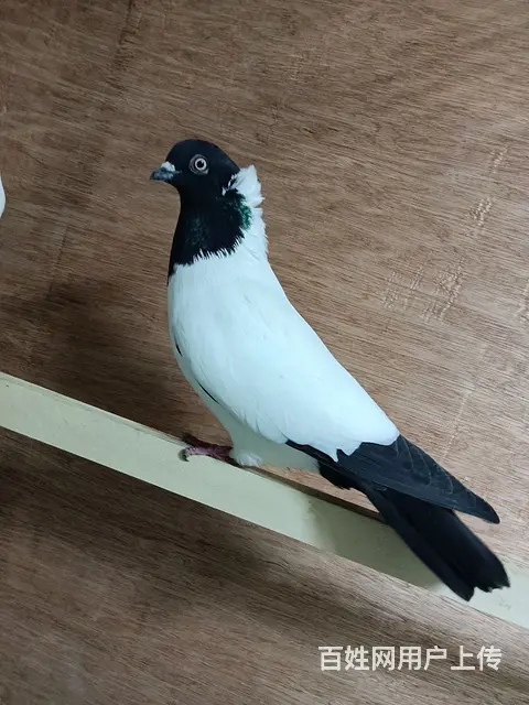 走进观赏鸽好欢迎大家一起养鸽子 - 图片 3