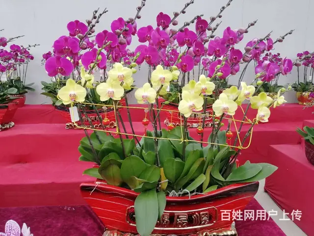 珠海横琴发财树绿萝写字楼绿植大堂植物售楼部绿植长租 - 图片 3