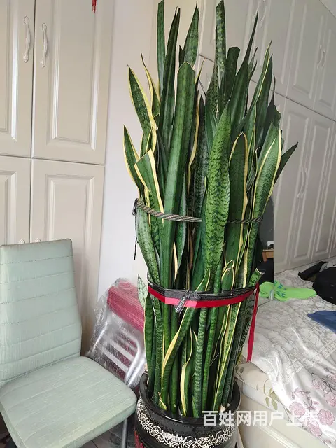 自家养的发财树，三角梅，虎尾兰，茉莉，龙骨，月季等 - 图片 5