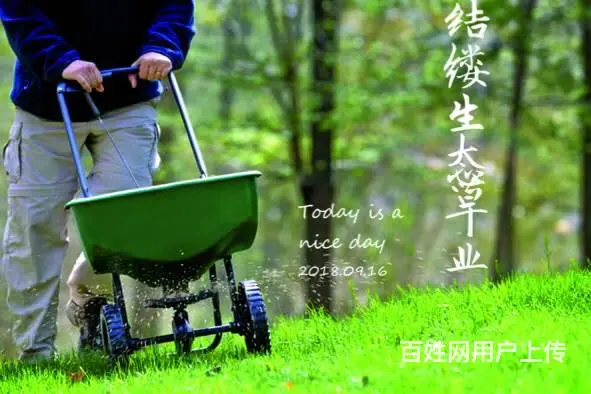 娄底草皮价格怎么样，铺设效果好吗，在哪有草皮买？ - 图片 8