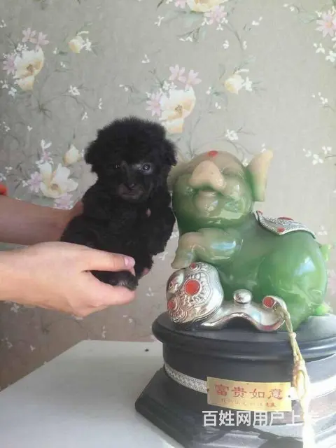 纯种泰迪 玩具贵宾犬 茶杯泰迪犬 泰迪熊幼犬 - 图片 4