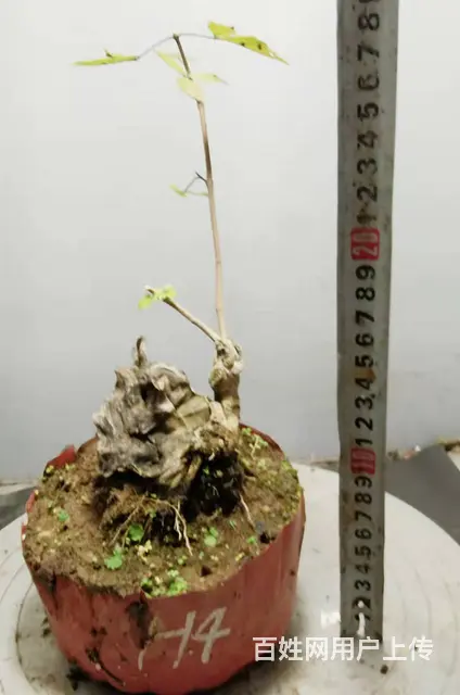 花木盆景电商平台淘宝网盛世鑫毅植物园艺术总监杨世毅 - 图片 7
