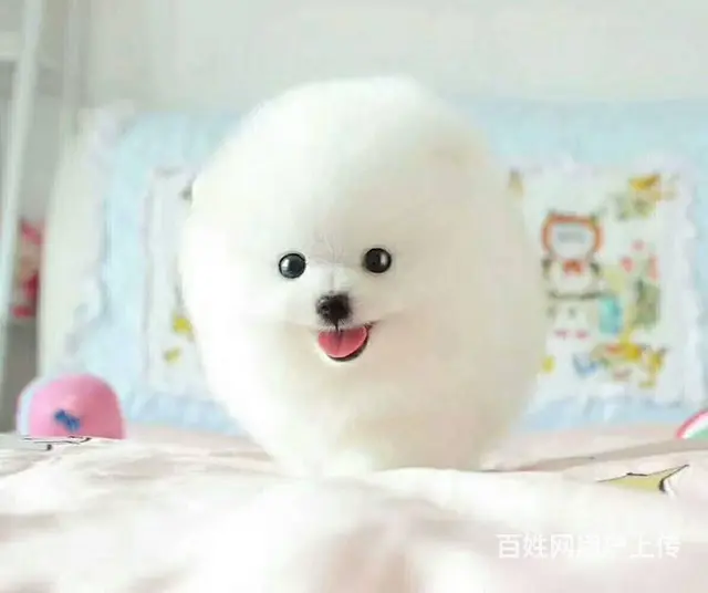 纯种哈多利博美犬 纯种球体白色博美幼犬供您选 - 图片 1