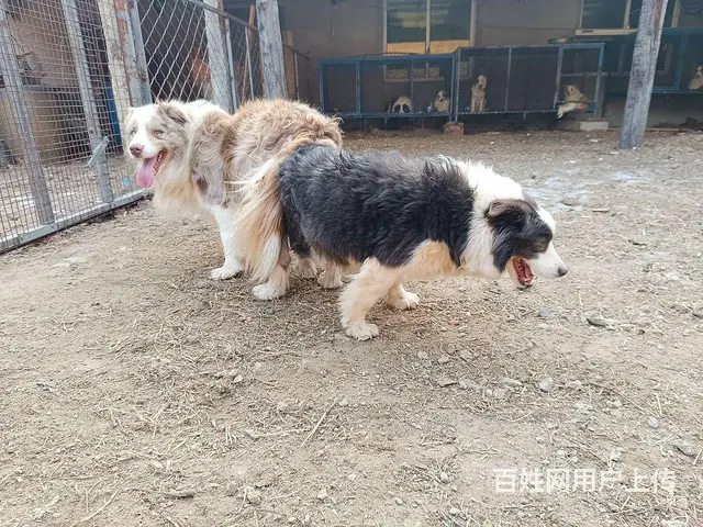 出售精品边牧 - 图片 1