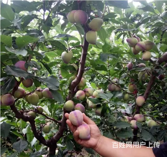 吉盛桃李子树苗 - 图片