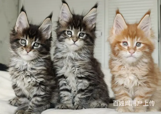 本地哪里有卖缅因猫的多少钱一只 缅因猫好养吗 - 图片 1