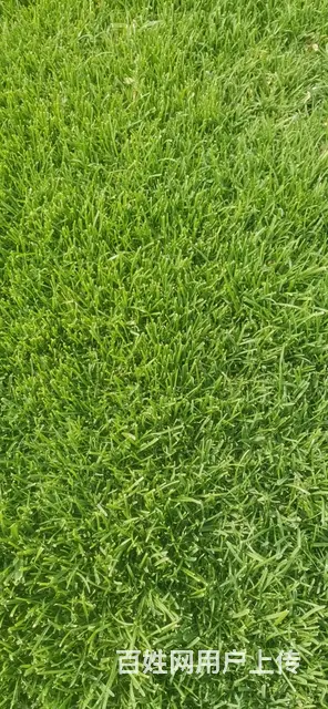 房山草坪基地销售草坪草坪价格 - 图片 11