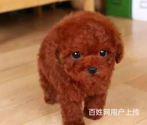 出售微小体型泰迪犬 茶杯泰迪犬 北京市泰迪犬价格 - 图片 4