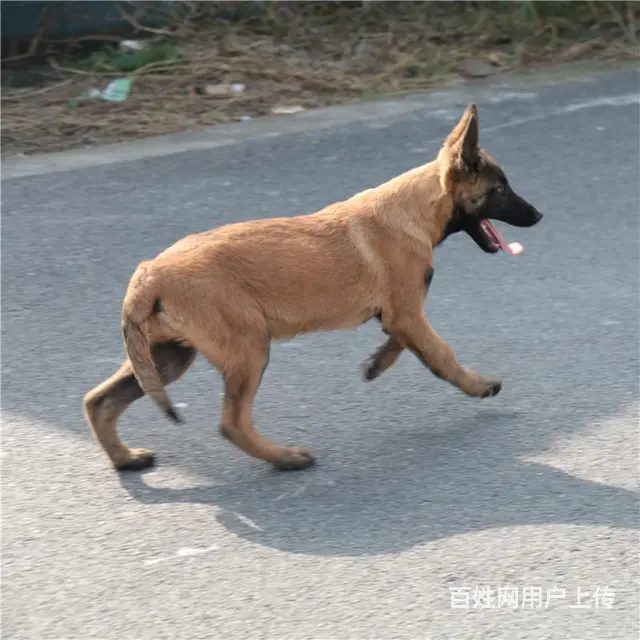 天门卖马犬的养殖场，养殖场马犬一般卖多少钱 - 图片 10