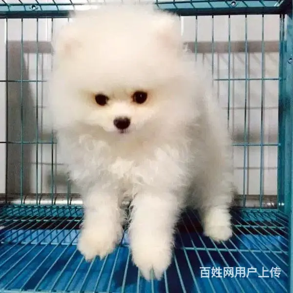 文昌买博美一般在哪里买比较真|纯博美价位 - 图片 6