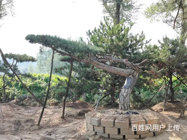 造型油松  造型松  景观松 - 图片 12