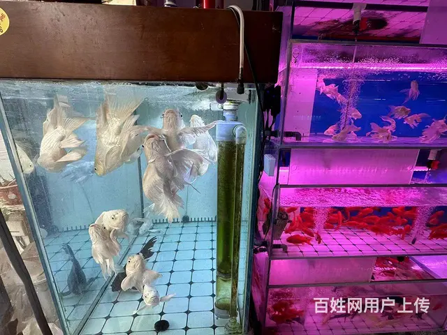 （微易转）明清街绿杉园北门商铺转让 - 图片 5