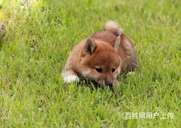 哪里有纯种柴犬 健康柴犬多少钱一条 包运  柴犬 - 图片 6