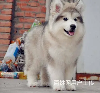 精品阿拉斯加 赛级品质 熊版大骨量 健康包活签合同 - 图片 5