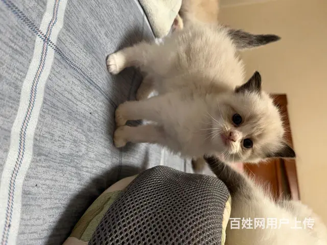 自家养的 品相好 纯种 会用猫砂盆 - 图片 9