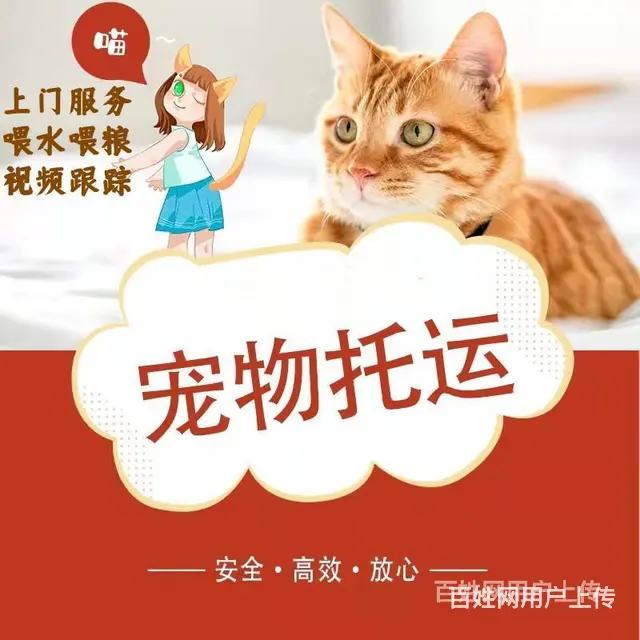 2022常州市到全国）宠物托运（猫狗）邮寄快递（宠物活体运输 - 图片 7