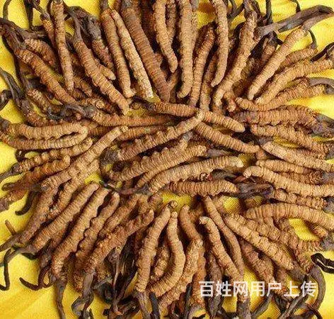 冬虫夏草回收 高价上门回收冬虫夏草 - 图片 1
