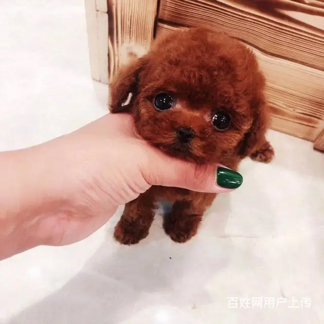 茶杯玩具 迷你 标准体泰迪熊犬 - 图片 1