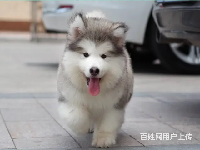 精品阿拉斯加犬幼犬 纯种健康 忠诚阿拉雪橇犬转让 - 图片 5