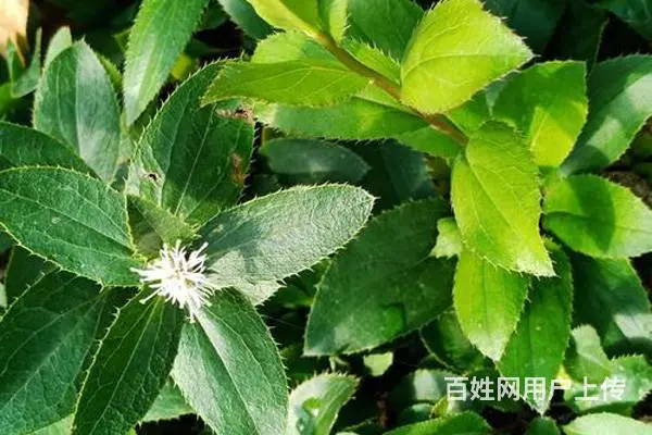 湖北百草堂苍术种植栽培易成活，存活率高品质有保障 - 图片 2