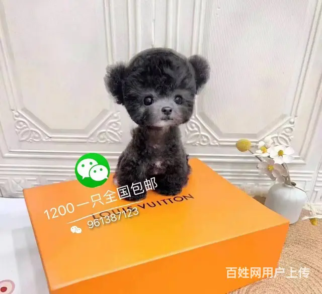 本地推荐精品茶杯小泰迪犬包纯种健康可签协议 - 图片 2