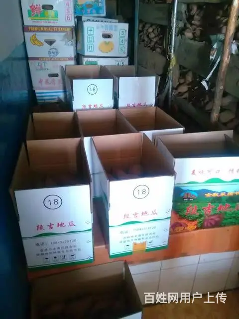 自家种的正宗段吉地瓜 - 图片 2