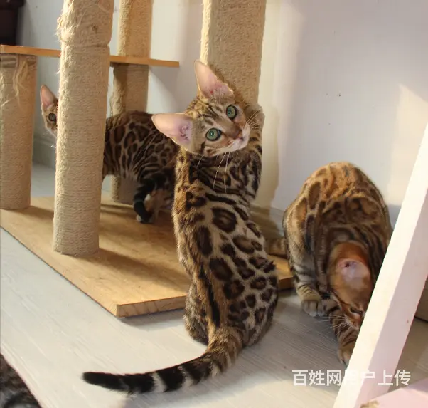 哪里有孟加拉豹猫卖 多少钱价位一只 性格好吗 - 图片 4