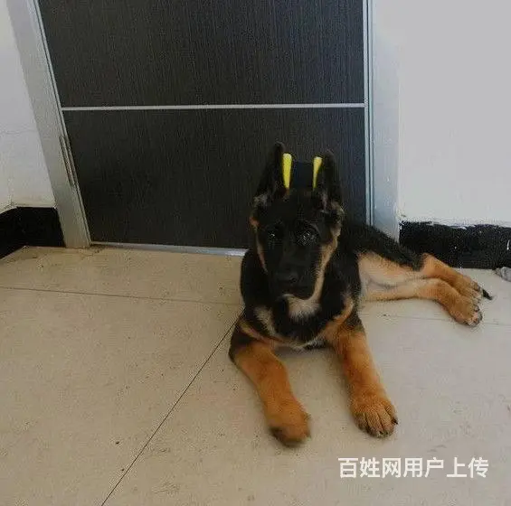 纯种锤系德国牧羊犬出售 锤系德牧价格 北京德牧犬舍 - 图片 4