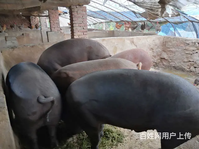 两年以上的笨猪 - 图片 8