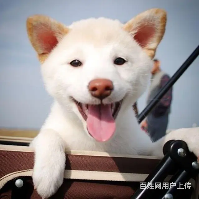 阿拉斯加，比熊，柯基财犬 - 图片 4
