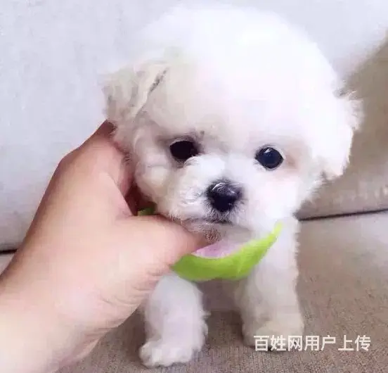 纯种泰迪熊 保纯种、保健康、签协议质保 - 图片 2
