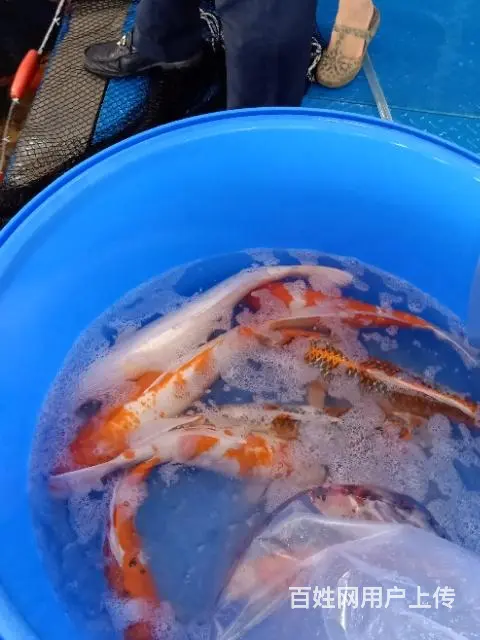 苏州永乐锦鲤养殖场常年批发零售锦鲤鱼量大从优 - 图片 4