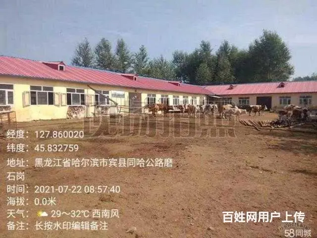 宾县城区万发屯养殖场出租出售 - 图片 5