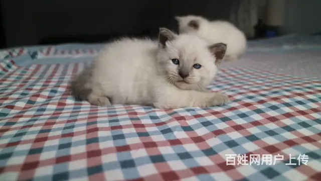 暹罗蓝重点 - 图片 5