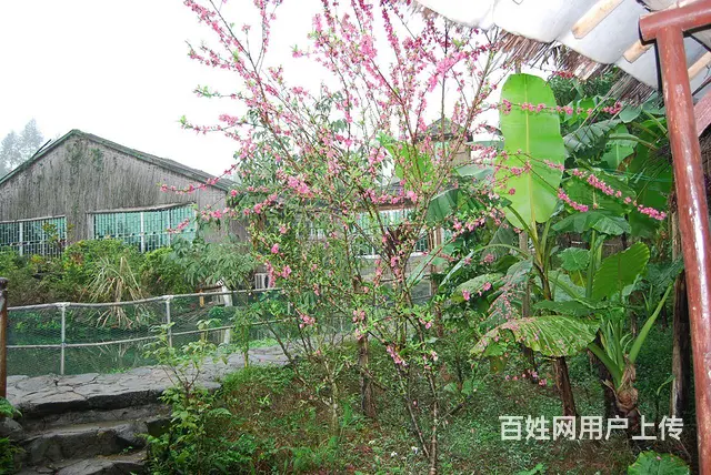 桃花溪I山庄转让 - 图片 10