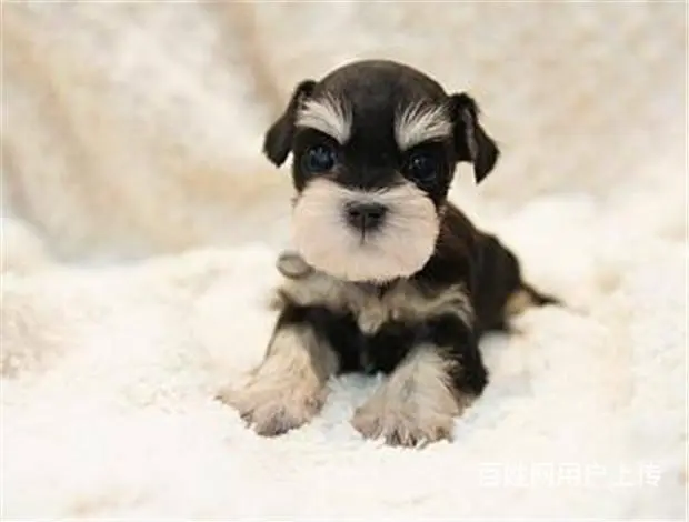广州宠物狗 迷你雪纳瑞犬 纯种雪纳瑞狗狗幼犬出售 - 图片 7