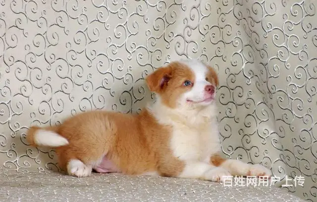 哪有卖边牧犬 边牧多少钱 边牧有几个颜色 - 图片 6