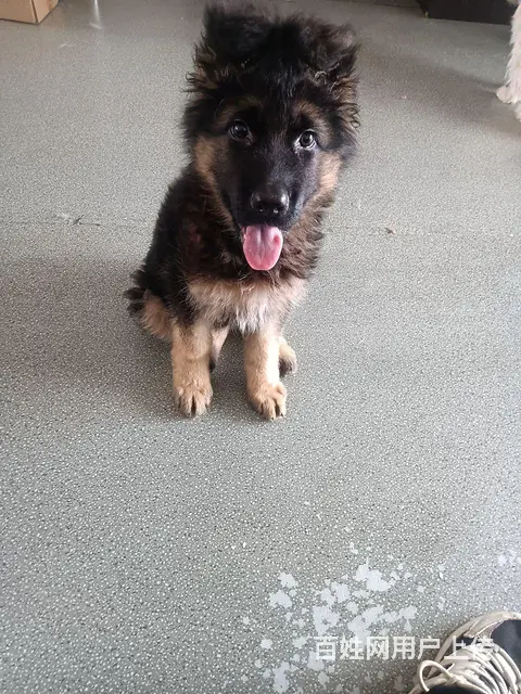 长毛牧羊犬幼犬出售 - 图片