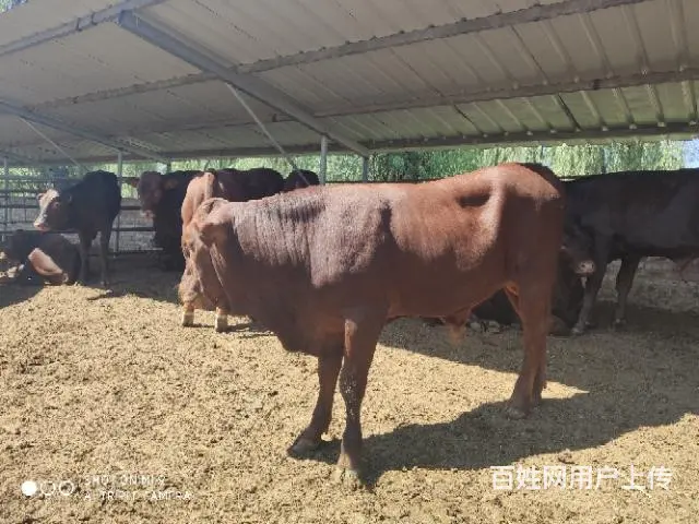 出售大小西门塔尔牛夏洛莱牛利木赞牛 - 图片 5