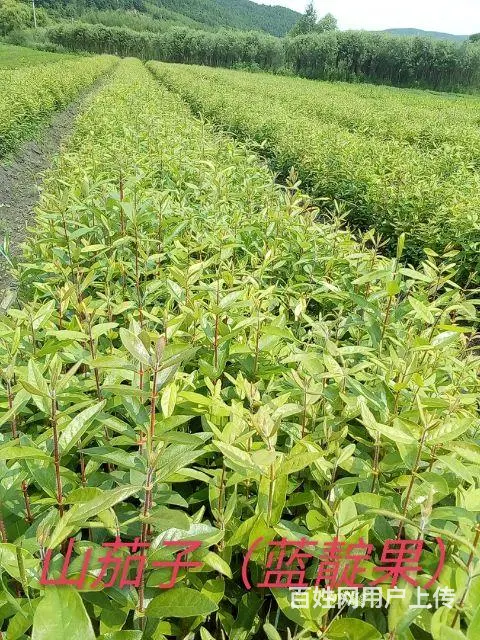 黑龙江七台河利峰苗圃 - 图片 1