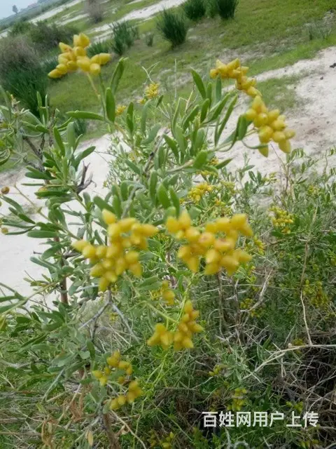 甘肃白刺种植基地 白刺种子种子繁育公司 白刺种子产 - 图片 1