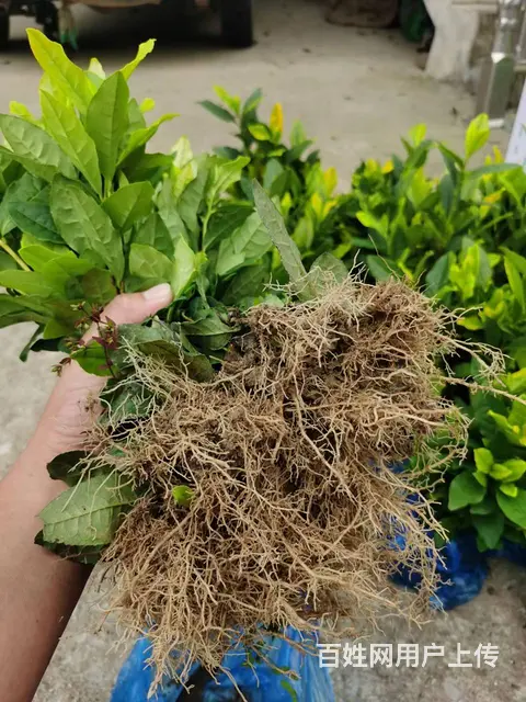 黄金叶茶苗 源头直销 安吉黄金芽 价格面议 - 图片 2