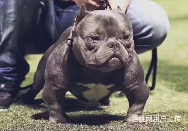 宿迁恶霸犬出售 - 图片 3