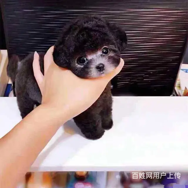 茶杯泰迪犬 玩具泰迪 可爱至极 购买可签订协议 - 图片 4