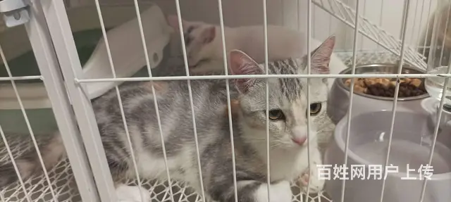 快来领养宠物猫咪 - 图片 1