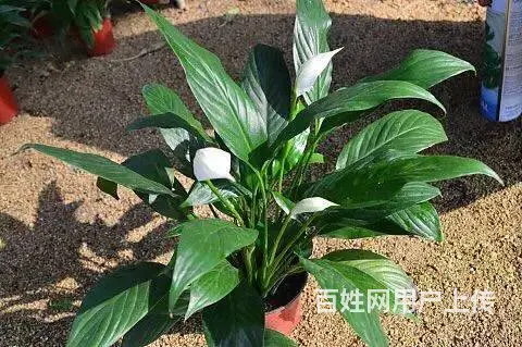 花卉苗木 - 图片 3