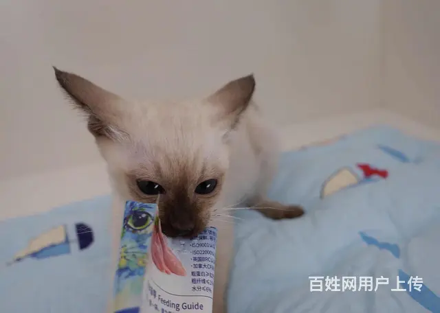 哪里有暹罗猫卖的 暹罗猫价格 多少钱一只 - 图片 6