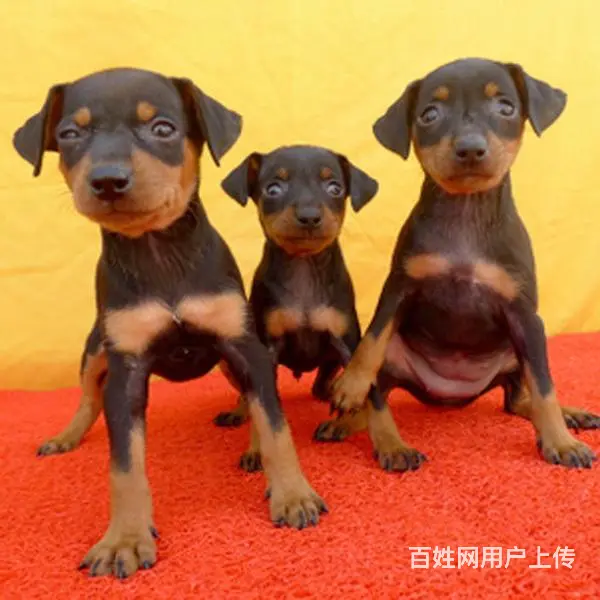 六安哪里什么地方有卖小鹿犬 小鹿犬高品质幼犬 - 图片 9